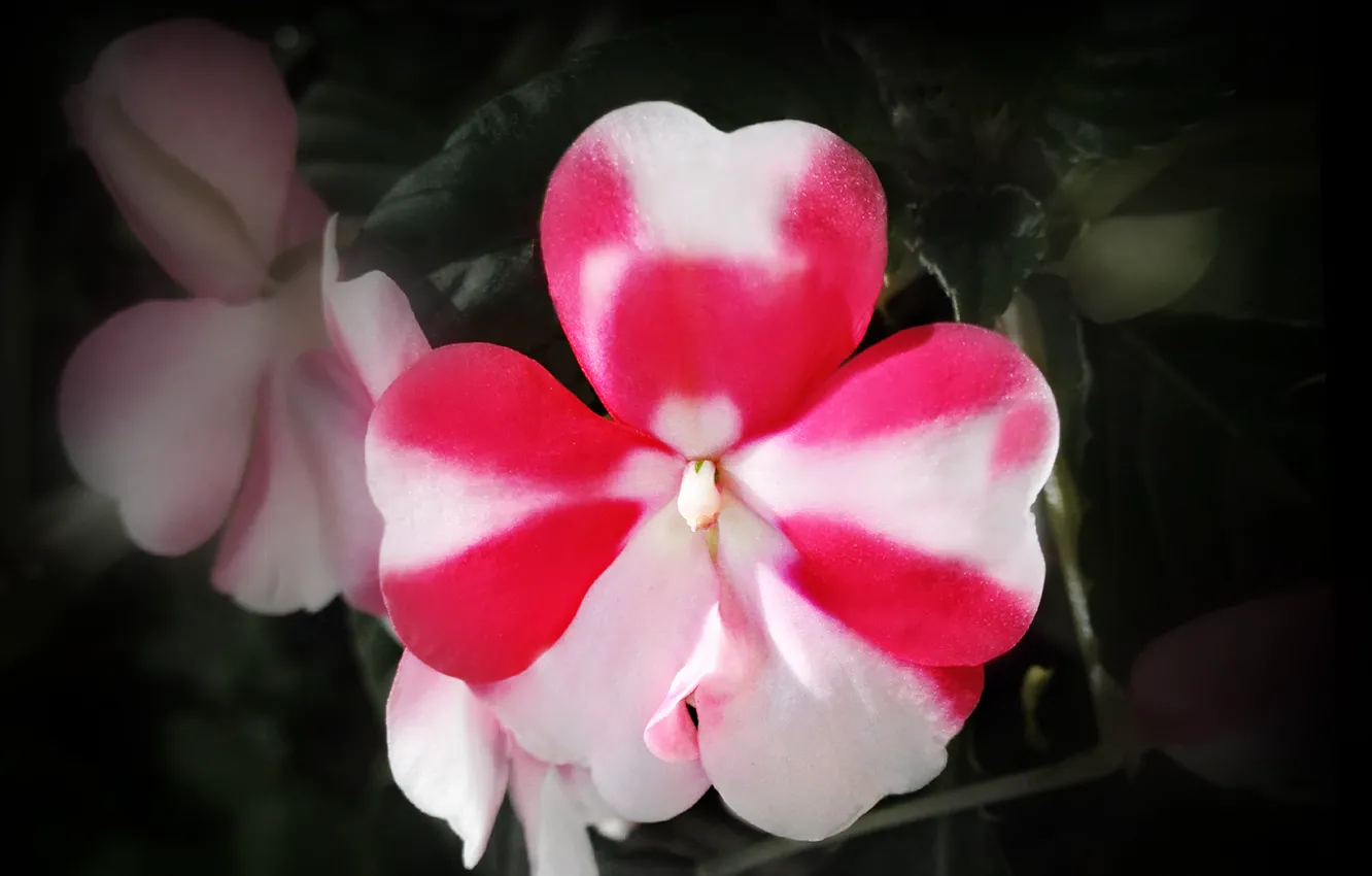 Photo wallpaper white, flower, nature, pink