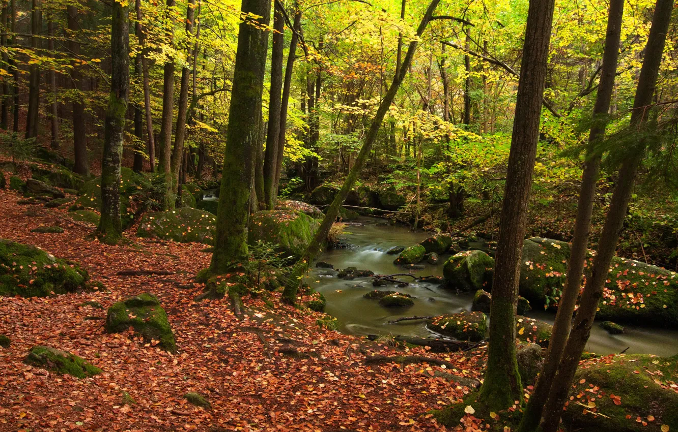 Photo wallpaper autumn, forest, leaves, trees, nature, stream, photo, Germany