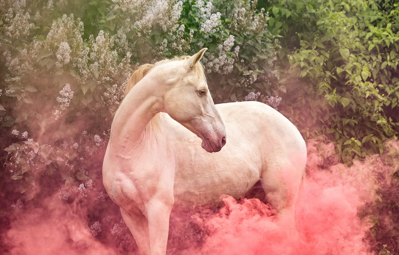 Photo wallpaper white, look, face, flowers, nature, horse, pink, horse