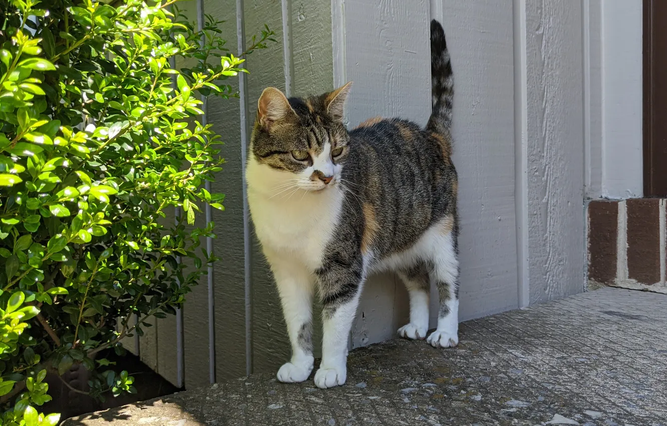 Photo wallpaper cat, cat, Bush