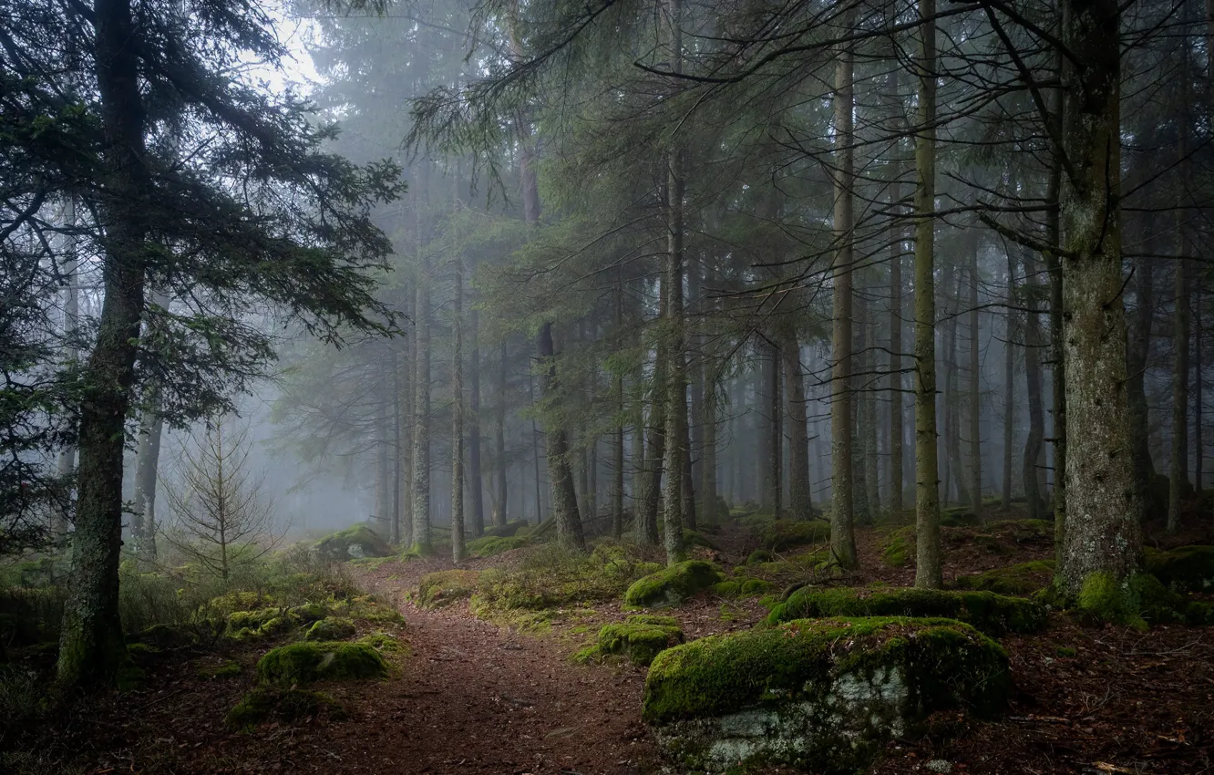Photo wallpaper forest, trees, nature, fog, stones, moss, path