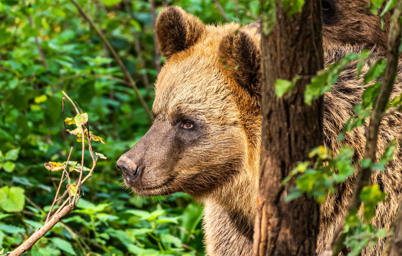 Photo wallpaper face, portrait, bear
