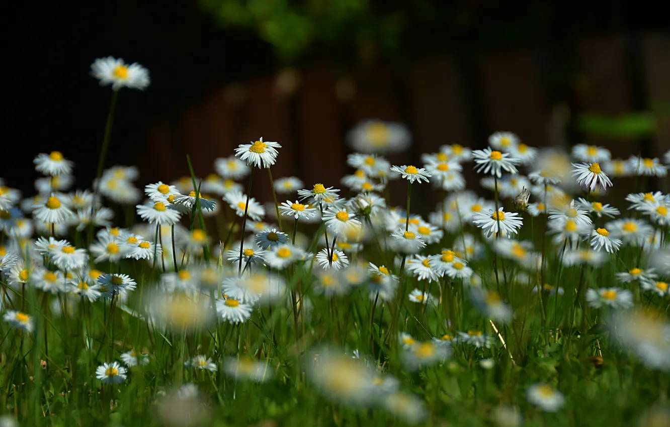 Photo wallpaper nature, chamomile, nature, flowers