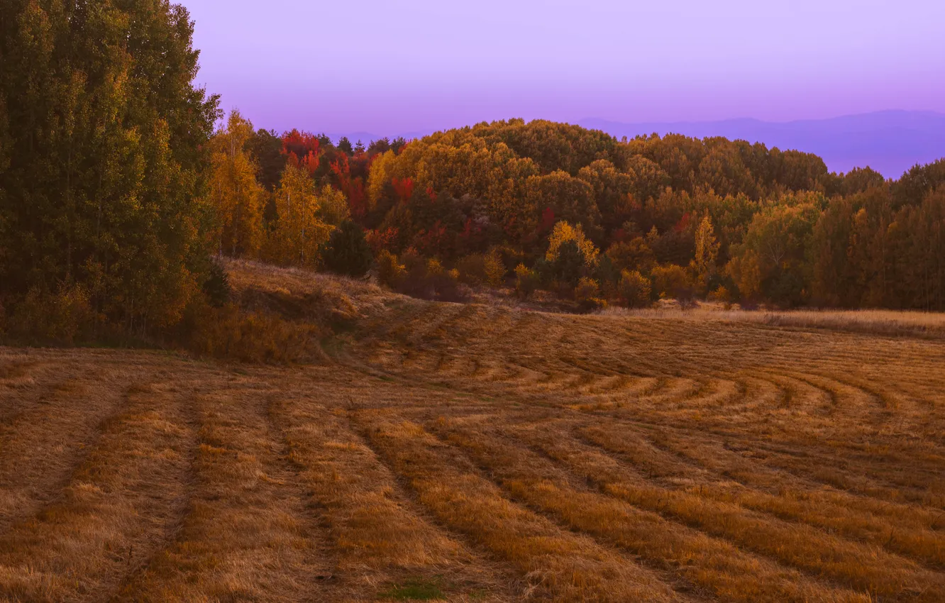 Photo wallpaper field, trees, horizon, grove, Nikolov Andriyan