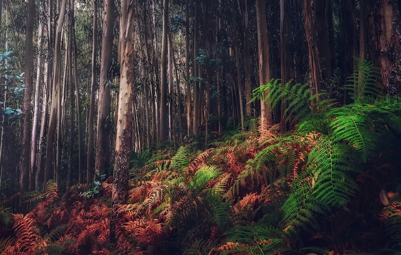 Photo wallpaper forest, nature, fern