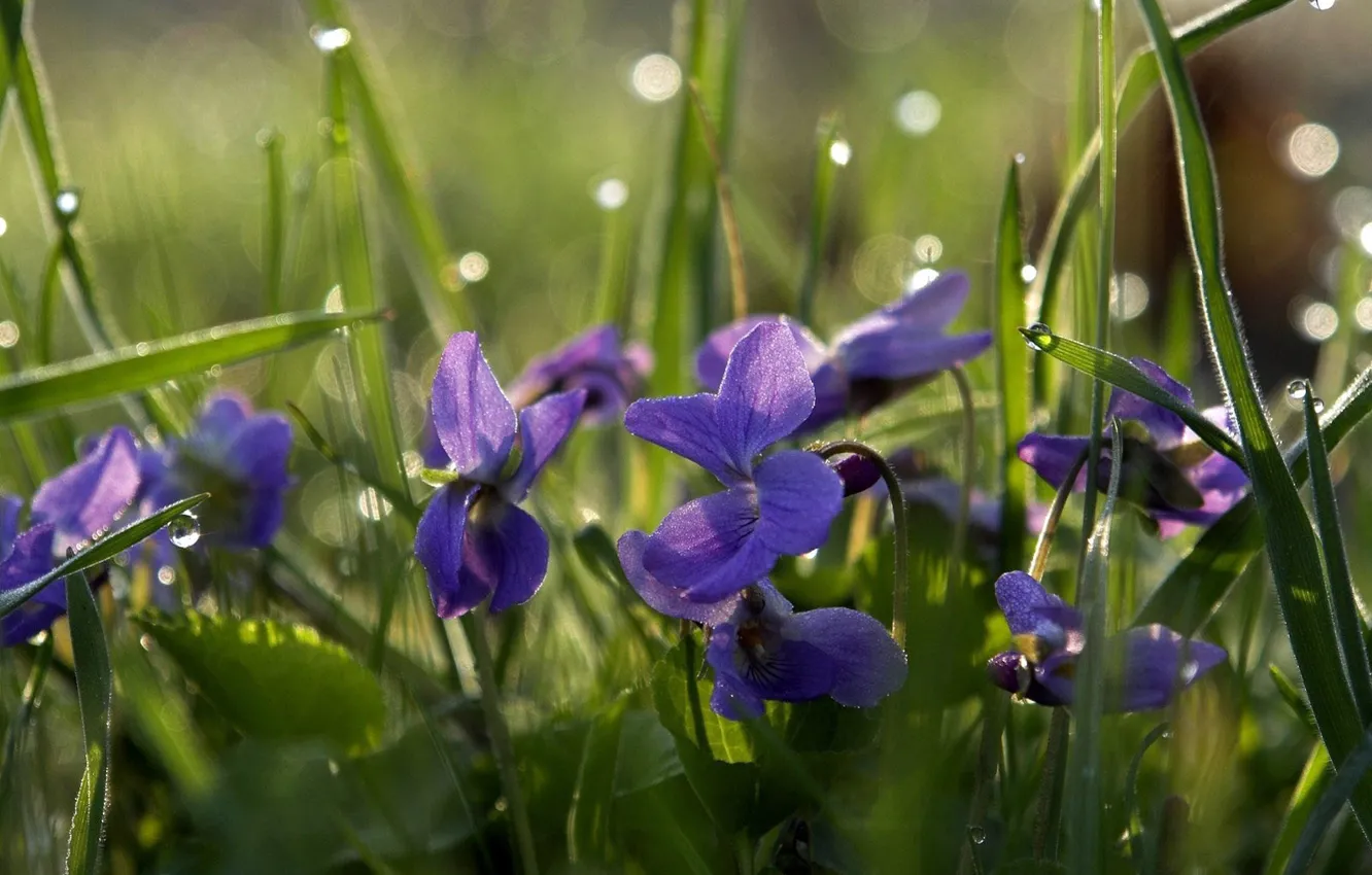 Photo wallpaper field, Rosa, zwei