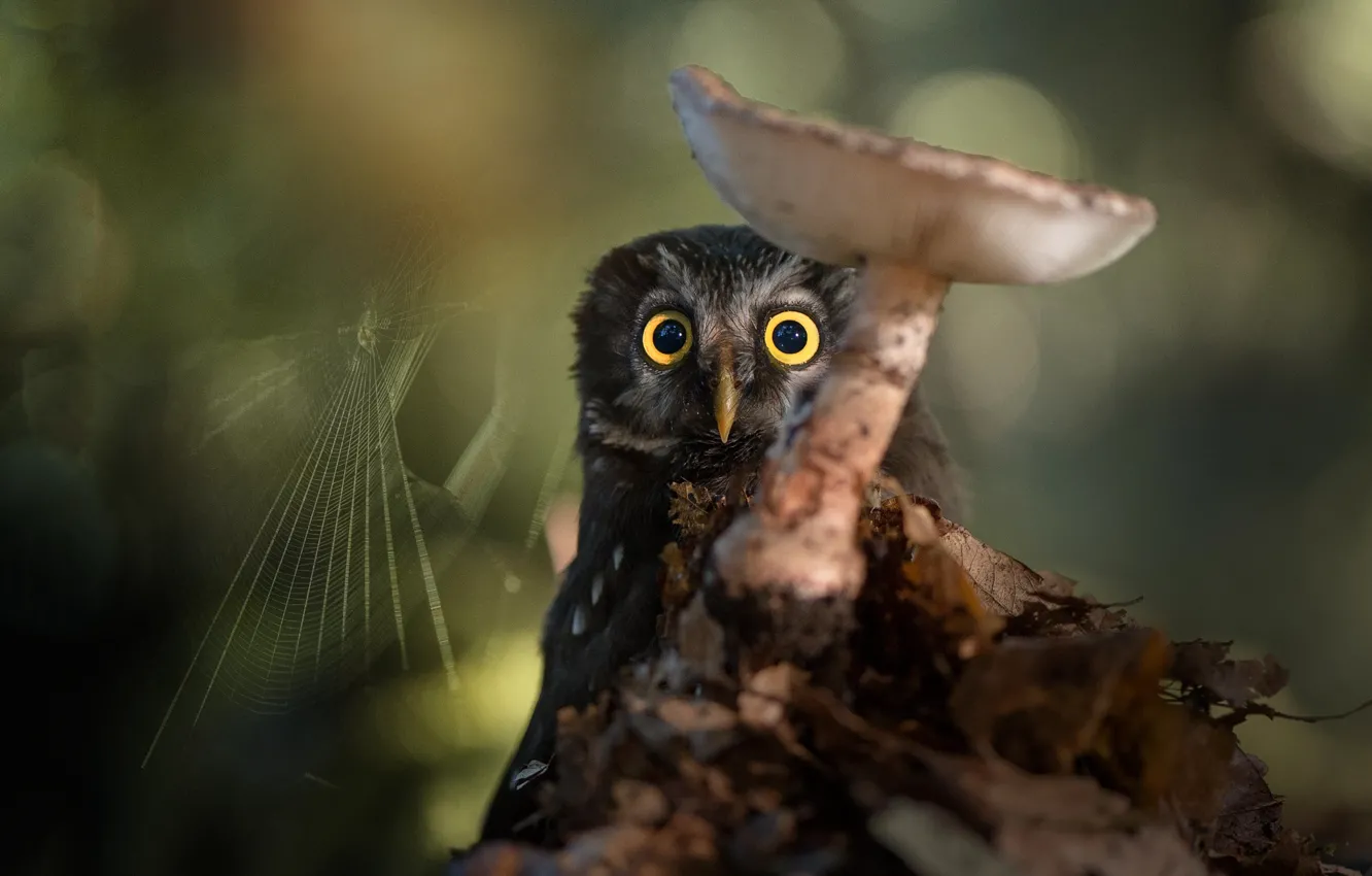 Photo wallpaper nature, owl, bird, mushrooms, web, bokeh