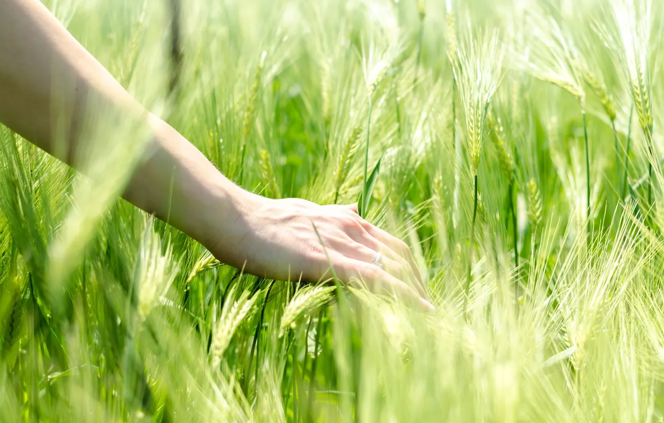 Photo wallpaper wheat, mood, rye, hands, ring, ears