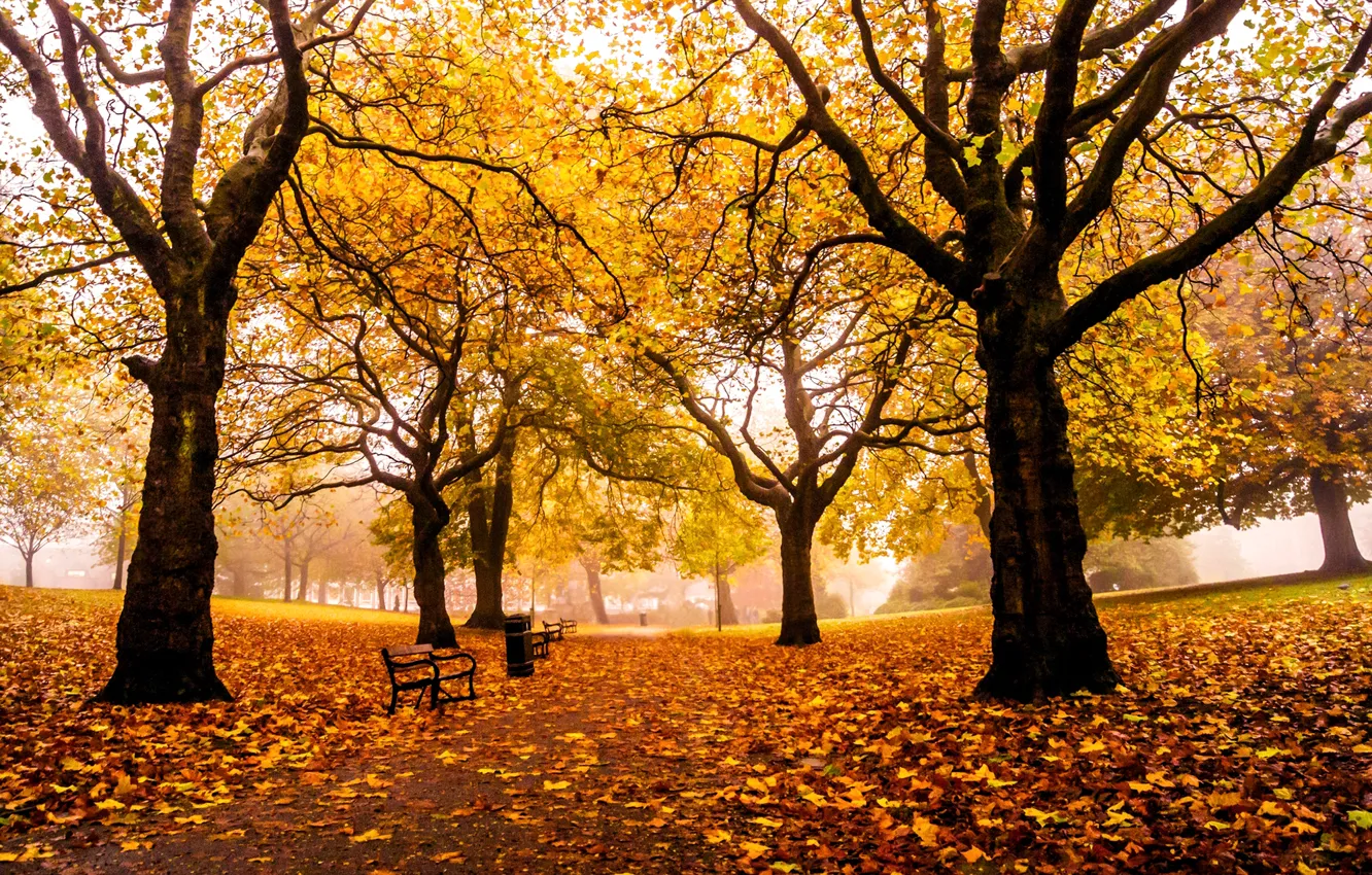 Photo wallpaper road, autumn, leaves, trees, Park, England, yellow, UK