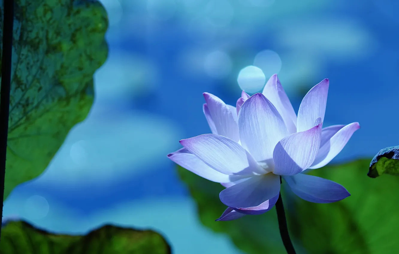 Photo wallpaper white, flower, leaves, blue, nature, glare, background, blue