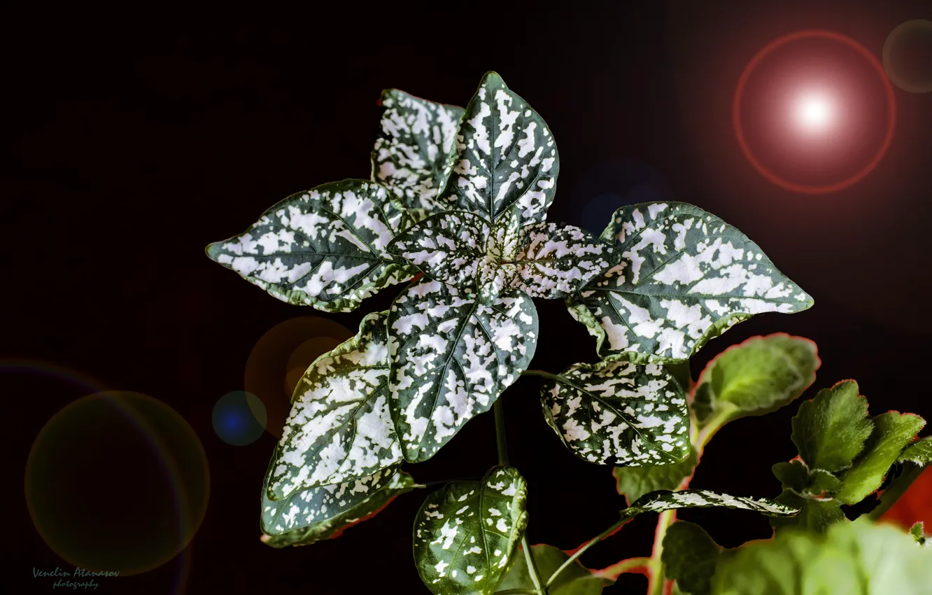 Photo wallpaper light, flowers, reflection