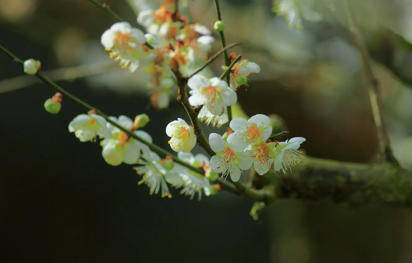 Photo wallpaper flowers, flowering tree, spring, trees, sprig