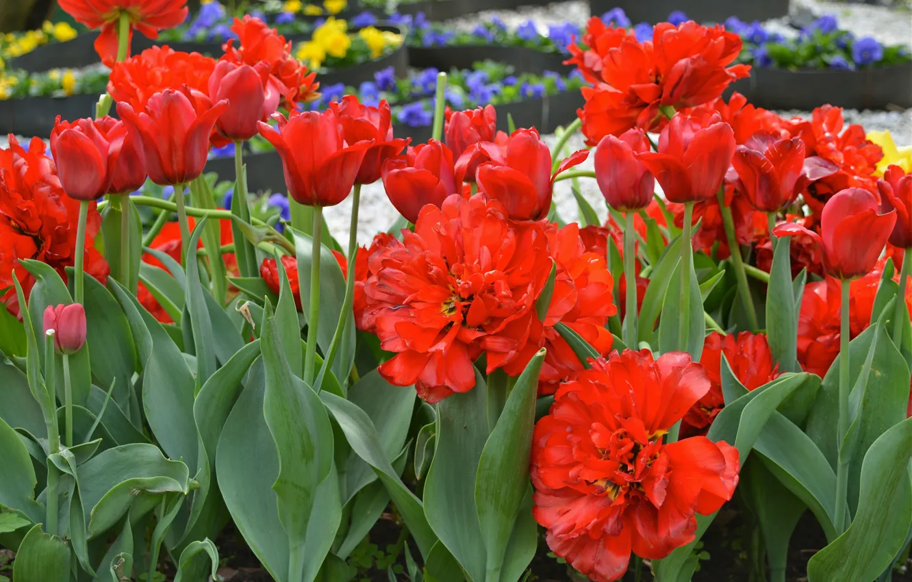 Photo wallpaper nature, the city, Park, Moscow, spring, may, tulips, flowerbed