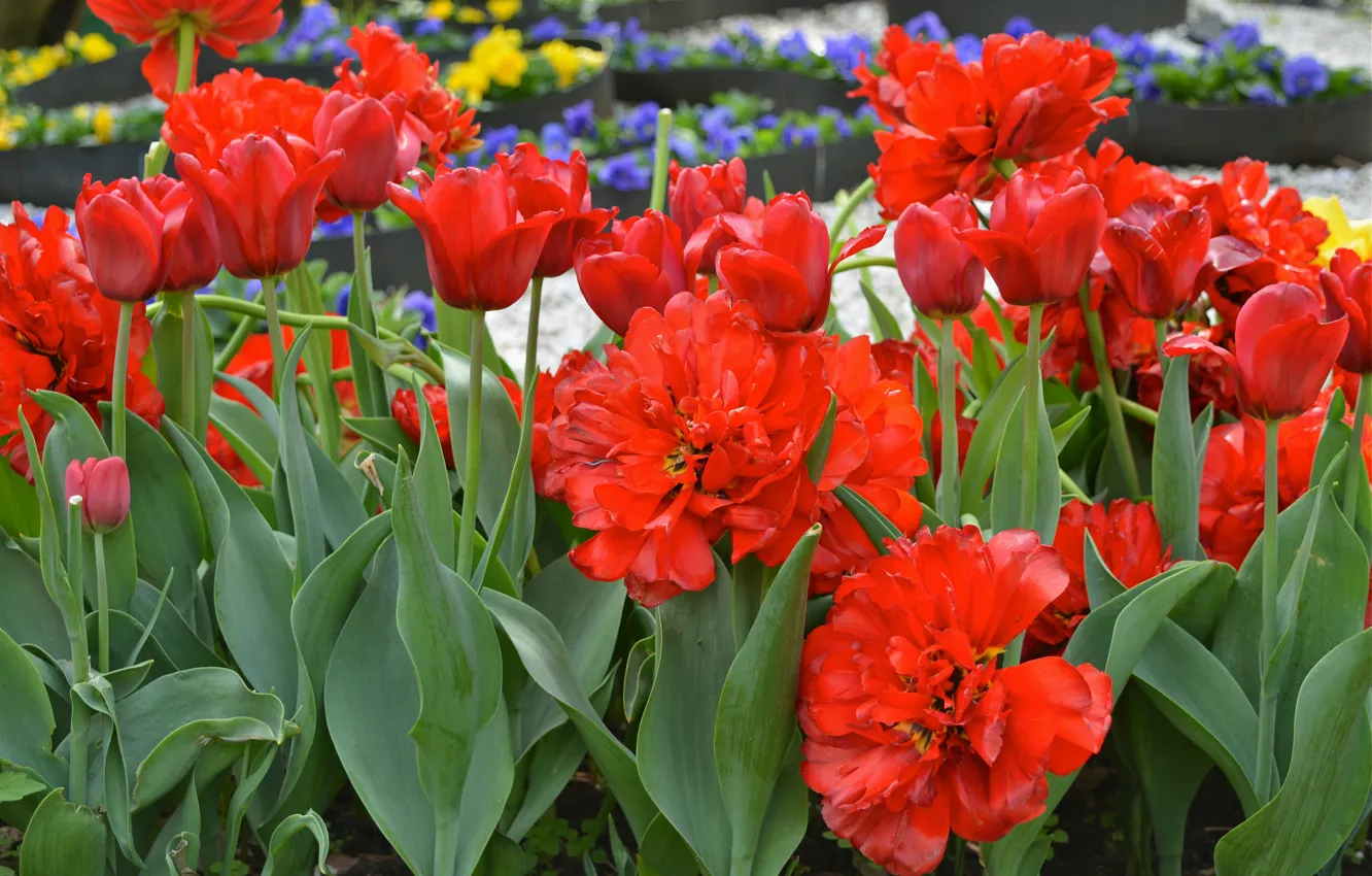 Photo wallpaper nature, the city, Park, spring, may, Moscow, tulips, flowerbed