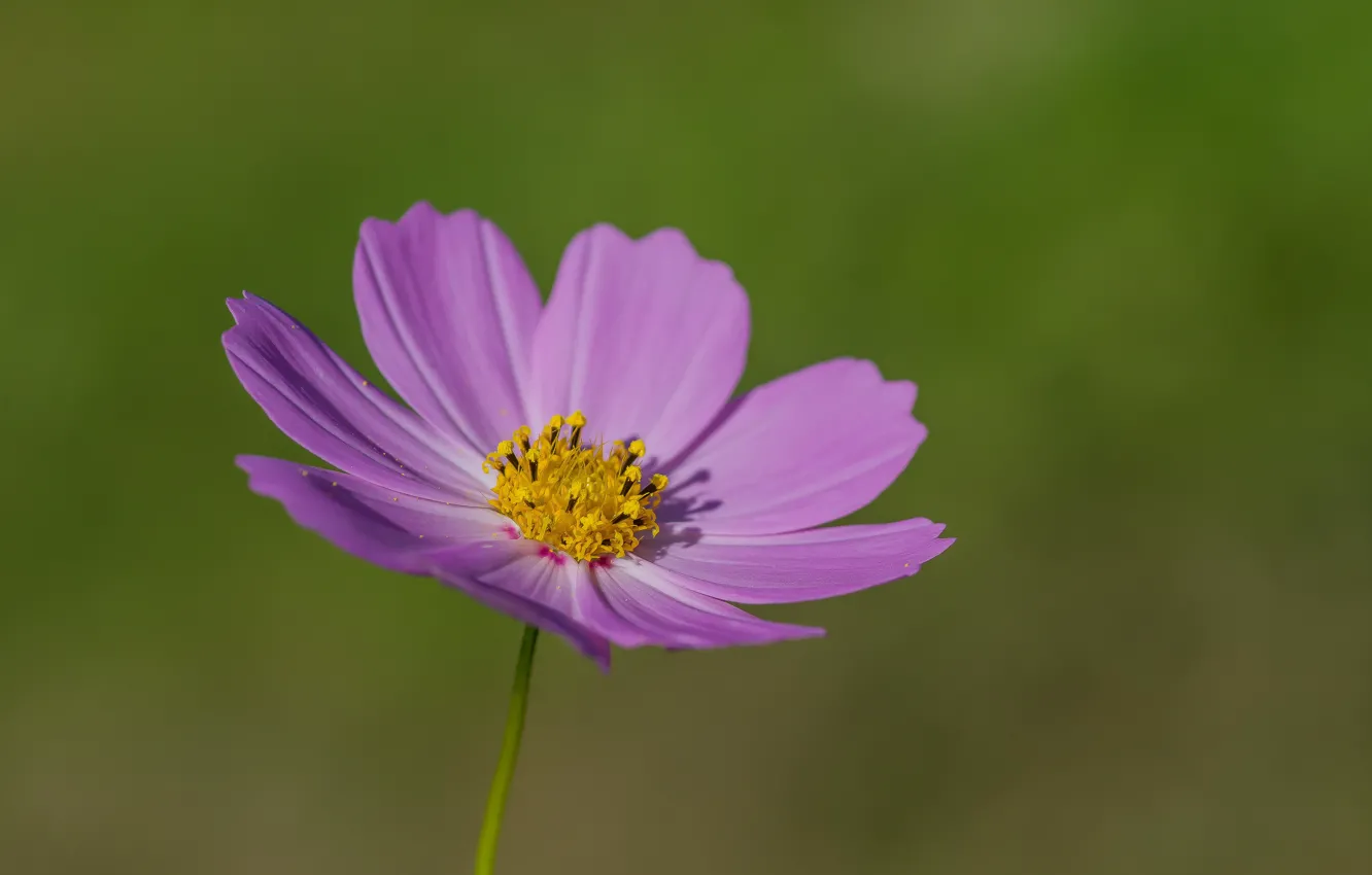 Photo wallpaper flowers, autumn, bokeh effect, cosmos flower