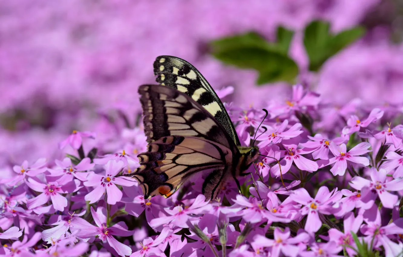 Photo wallpaper butterfly, wings, Phlox