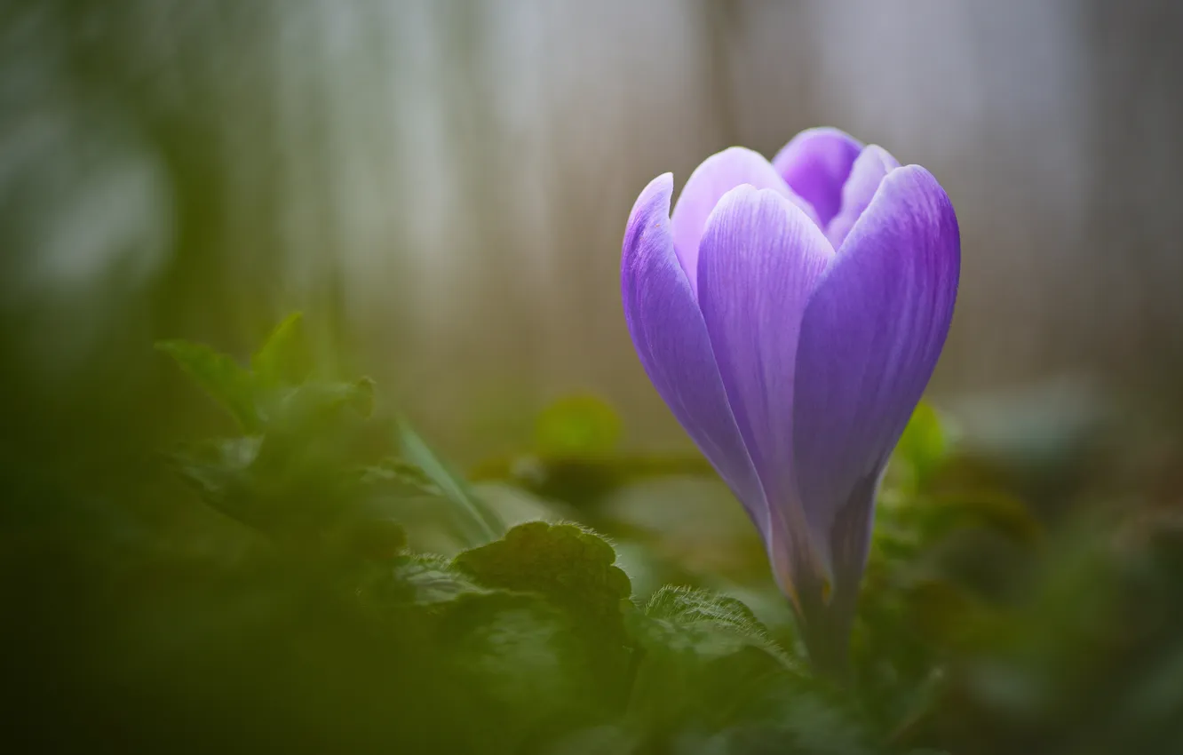 Photo wallpaper macro, crocuses, buds