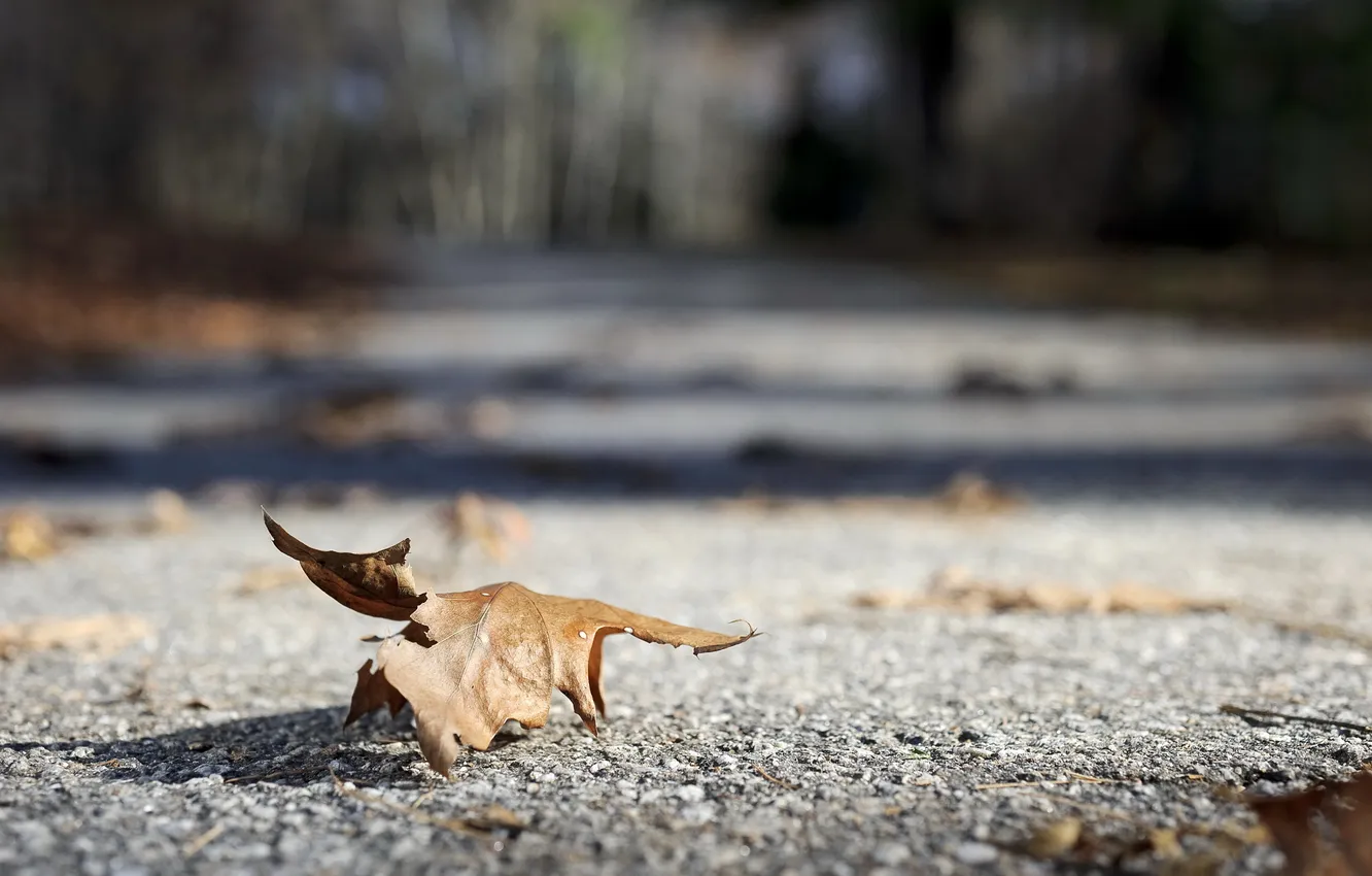 Photo wallpaper leaves, macro, nature