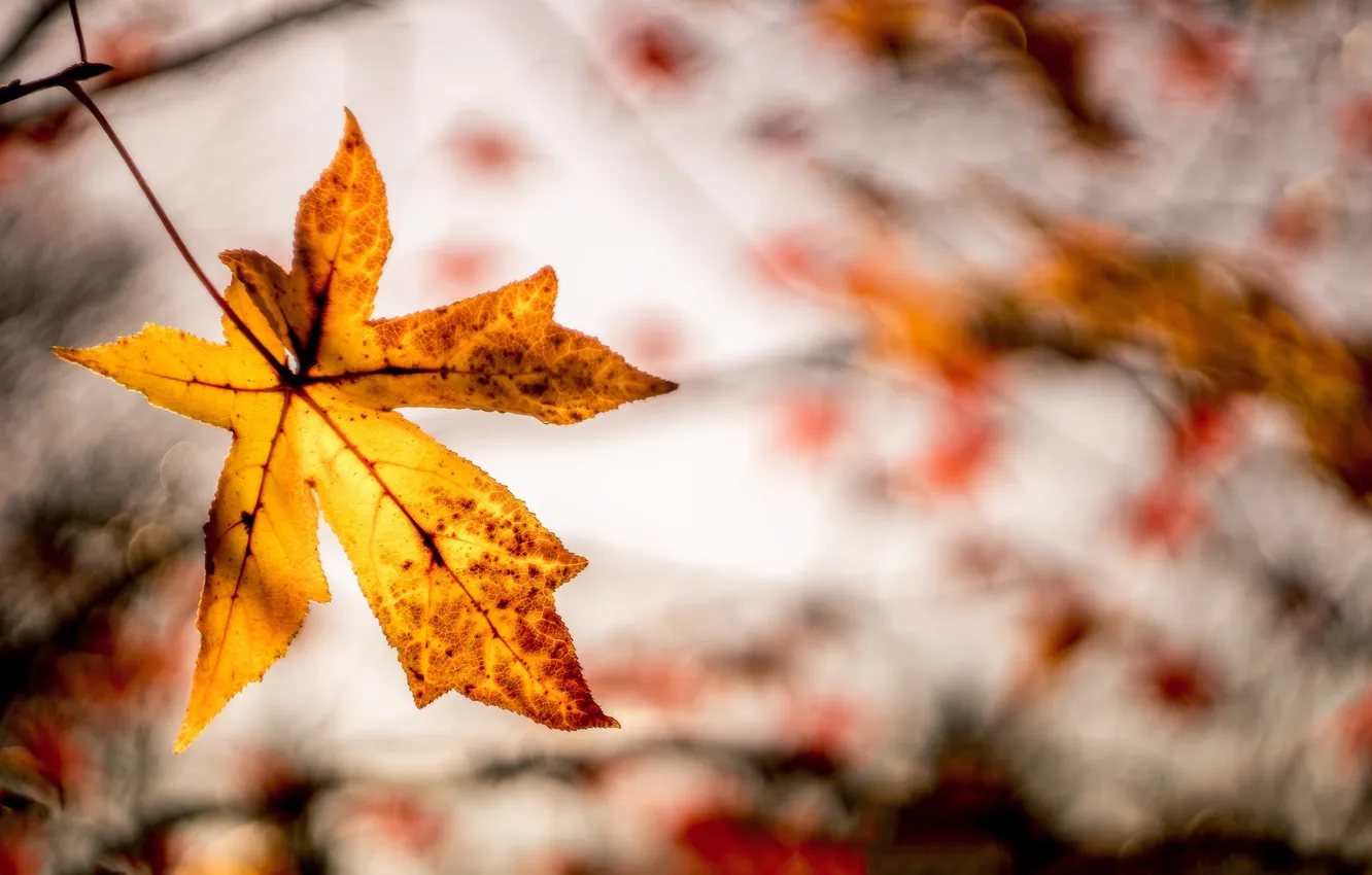 Photo wallpaper autumn, leaves, nature