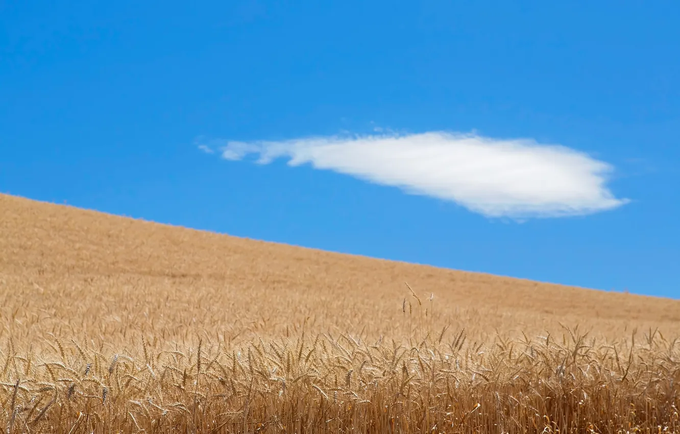 Photo wallpaper field, the sky, clouds, nature, harvest