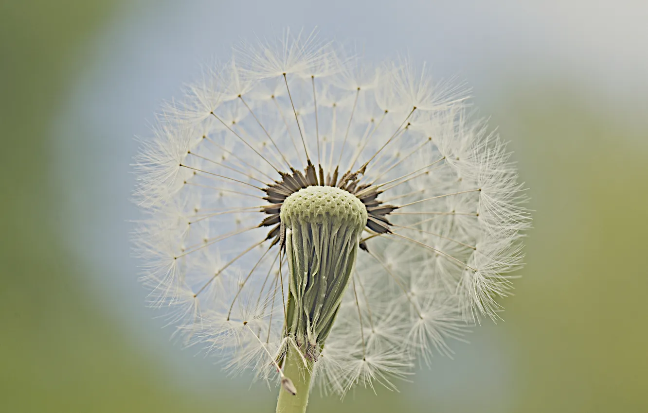 Photo wallpaper flowers, dandelion, plant, blade of grass