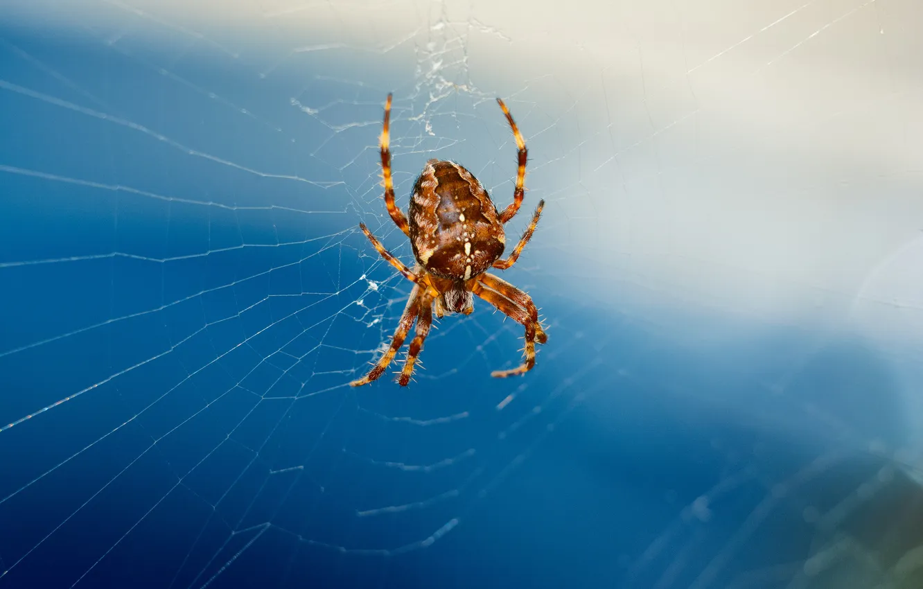 Photo wallpaper web, spider, bokeh