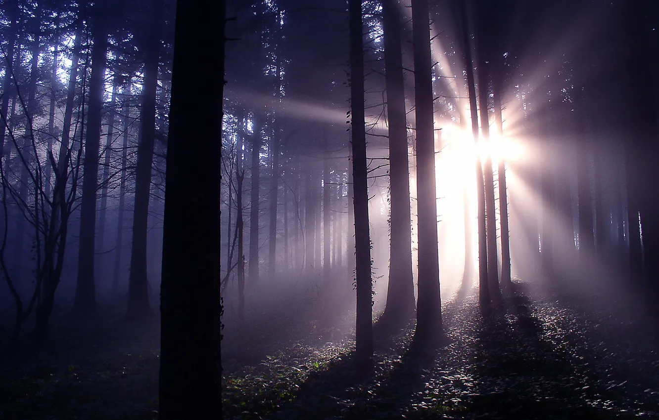 Photo wallpaper forest, rays, light, nature