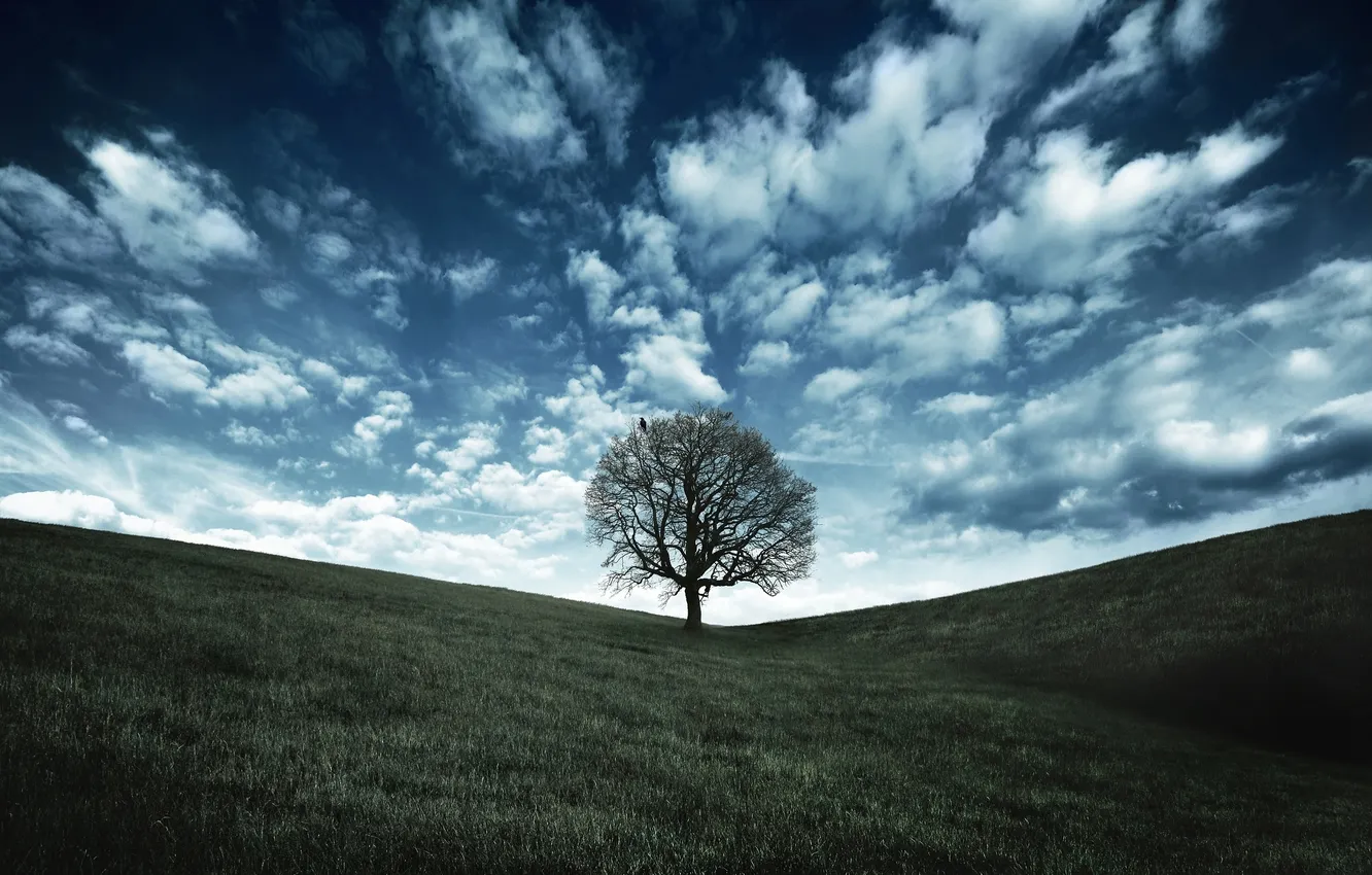 Photo wallpaper greens, the sky, grass, clouds, trees, nature, tree, hills