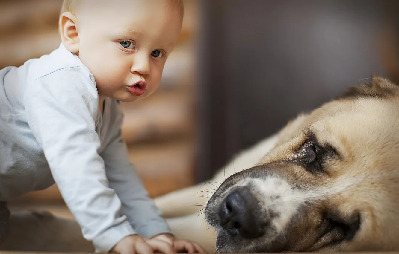 Photo wallpaper children, dog, boy
