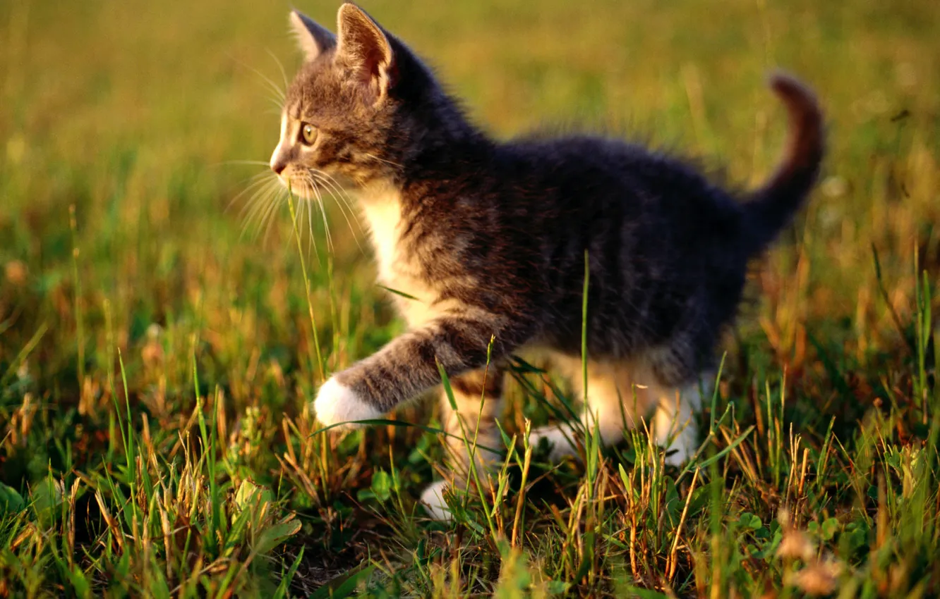 Photo wallpaper cat, grass, cat, macro, kitty, cat