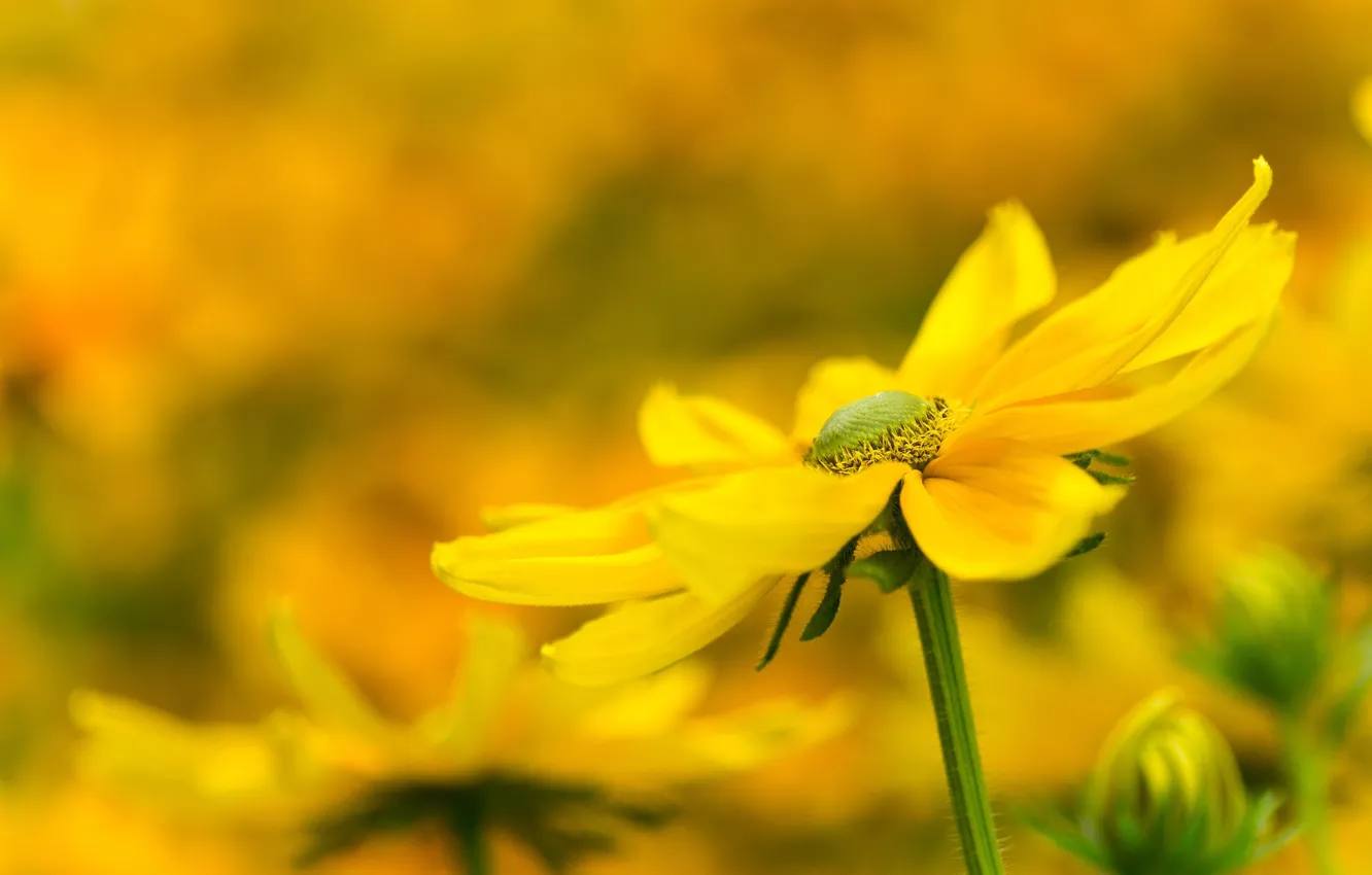 Photo wallpaper flower, flowers, background, yellow