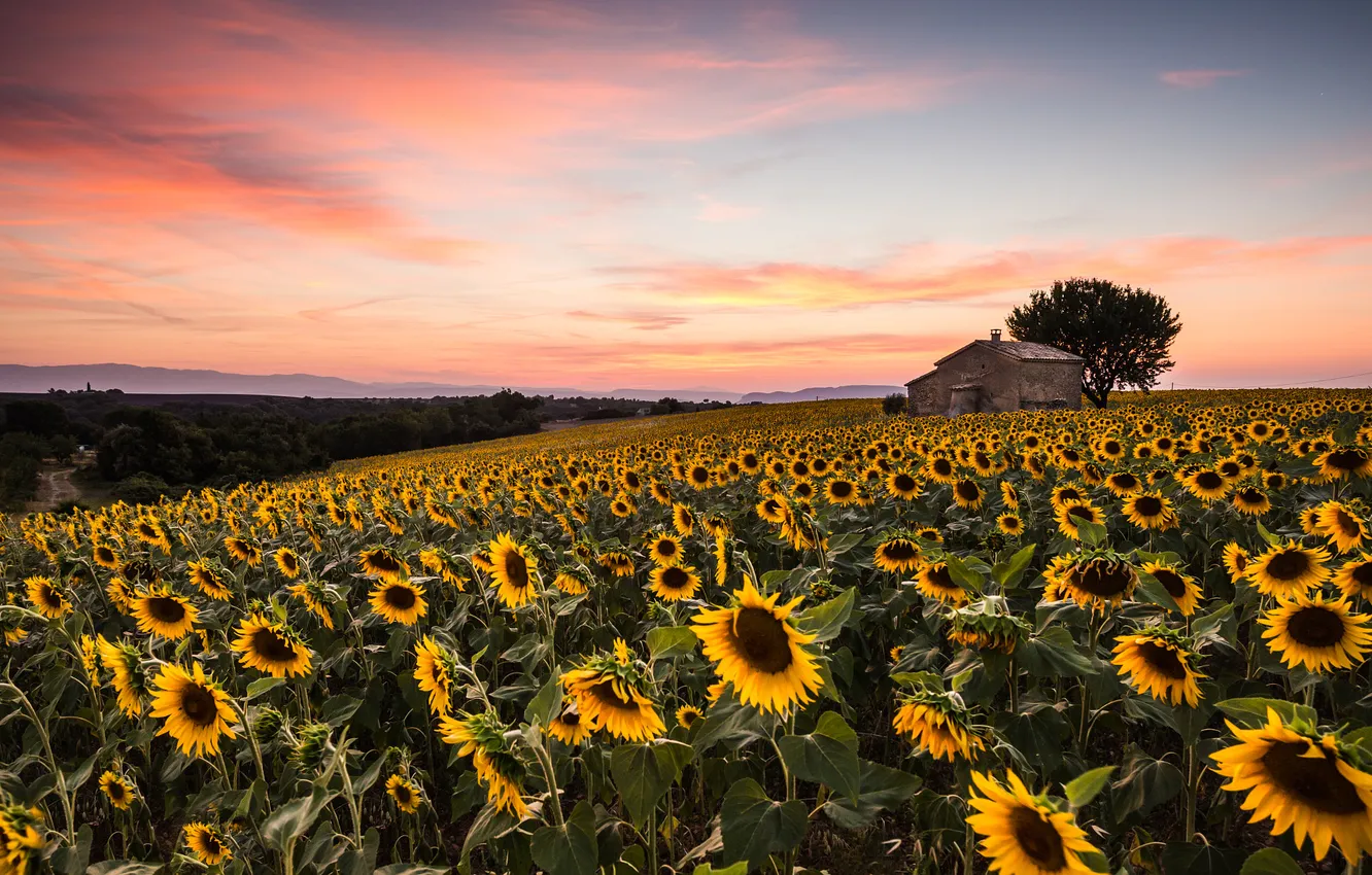 Photo wallpaper field, summer, trees, sunflowers, sunset, the evening, house