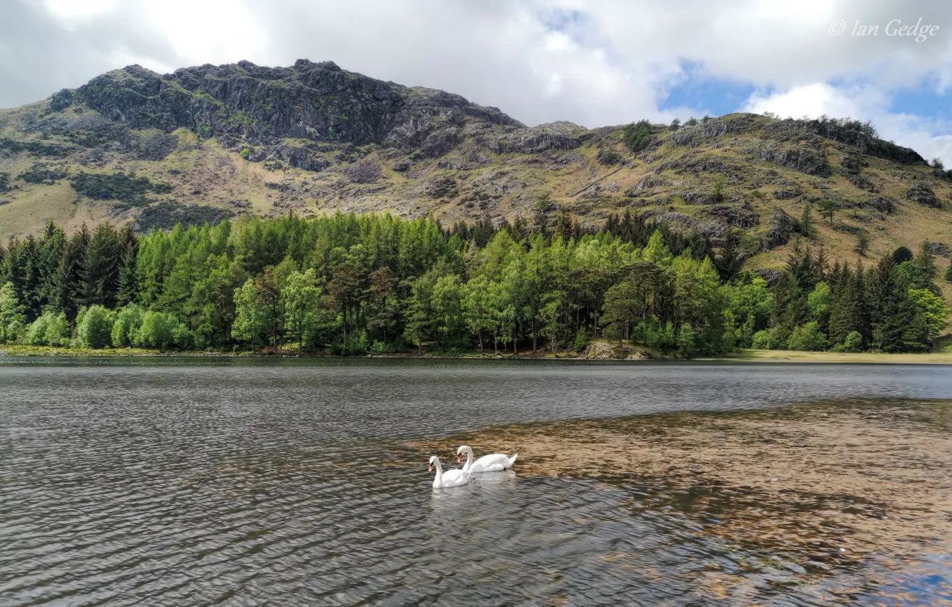 Photo wallpaper mountains, slope, swans, pond