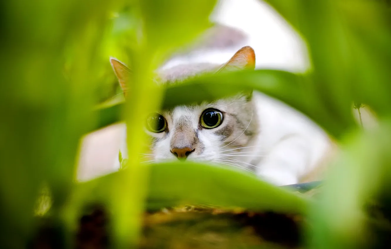 Photo wallpaper leaves, green, Koshak