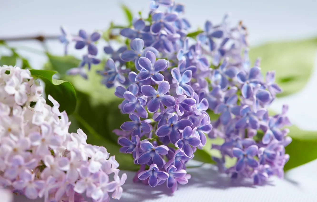 Photo wallpaper leaves, flowers, spring, flowering, lilac