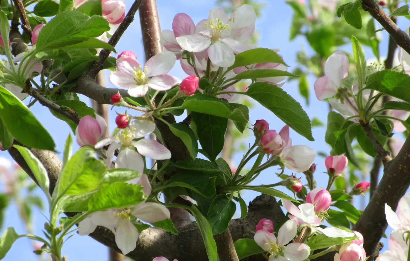 Photo wallpaper flowers, Apple, spring 2018, Mamala ©