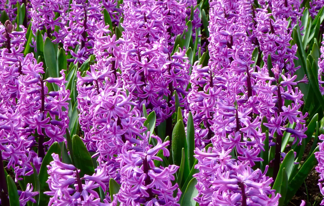 Photo wallpaper flowers, bright, spring, flowerbed, a lot, lilac, hyacinths
