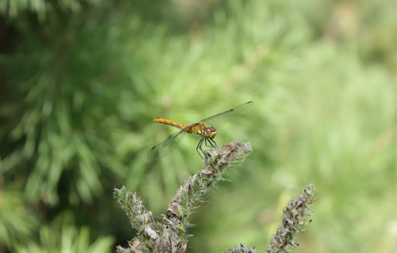 Photo wallpaper insects, nature, dragonfly, widescreen