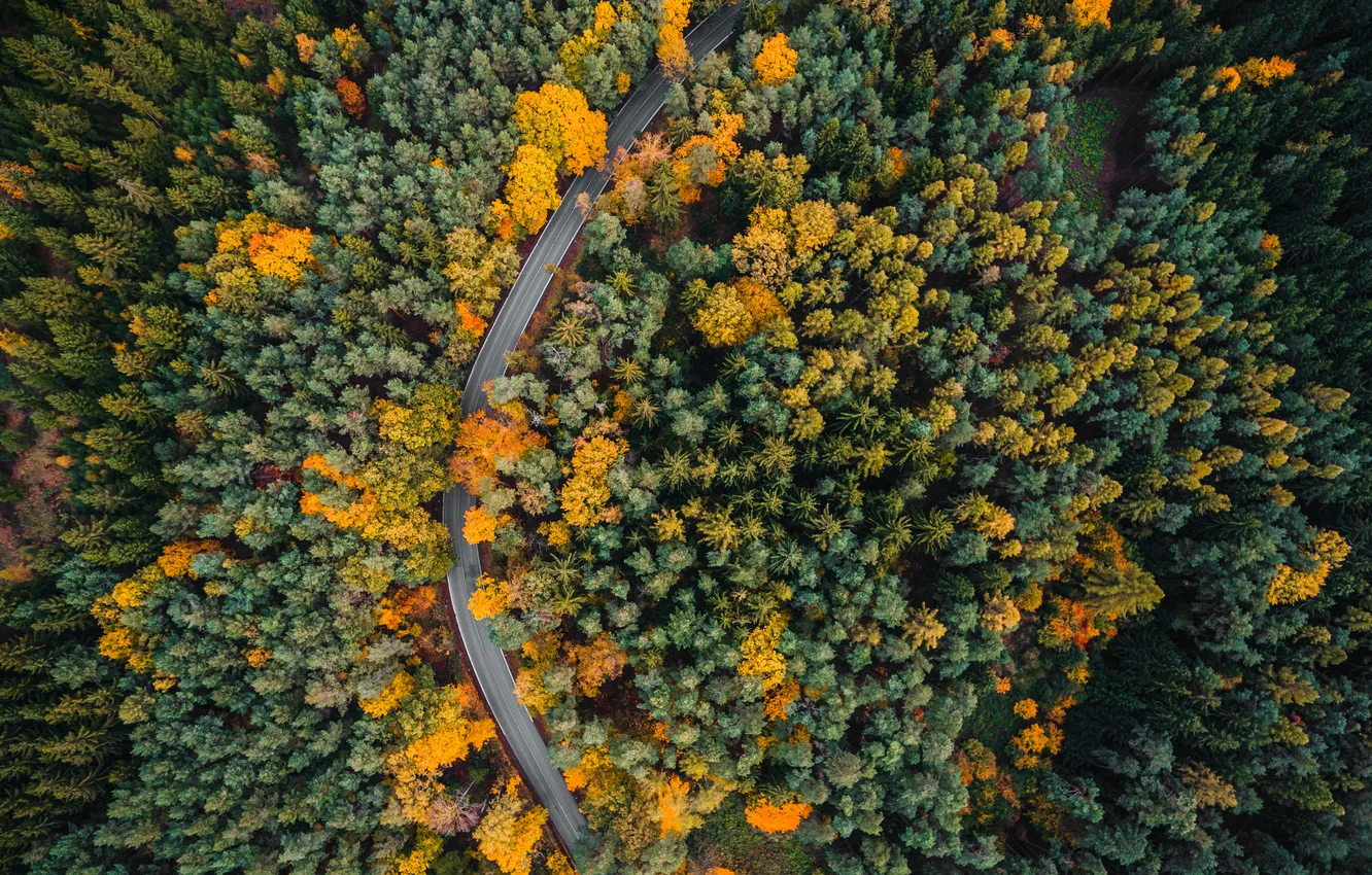Photo wallpaper forest, trees, route, curve