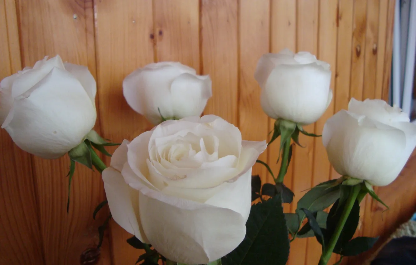 Photo wallpaper gift, roses, white