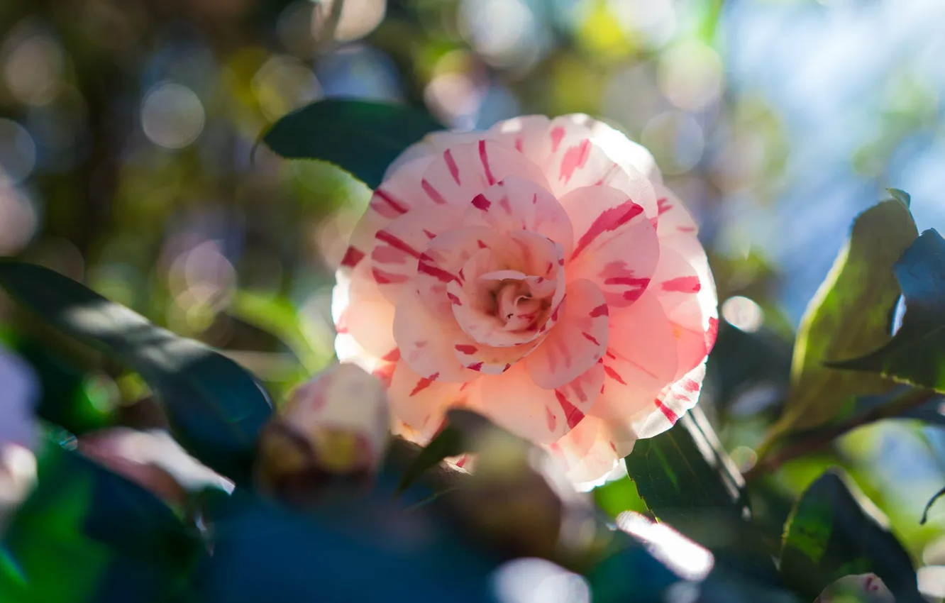 Photo wallpaper flowers, pink, Camellia, leaves, spring, striped
