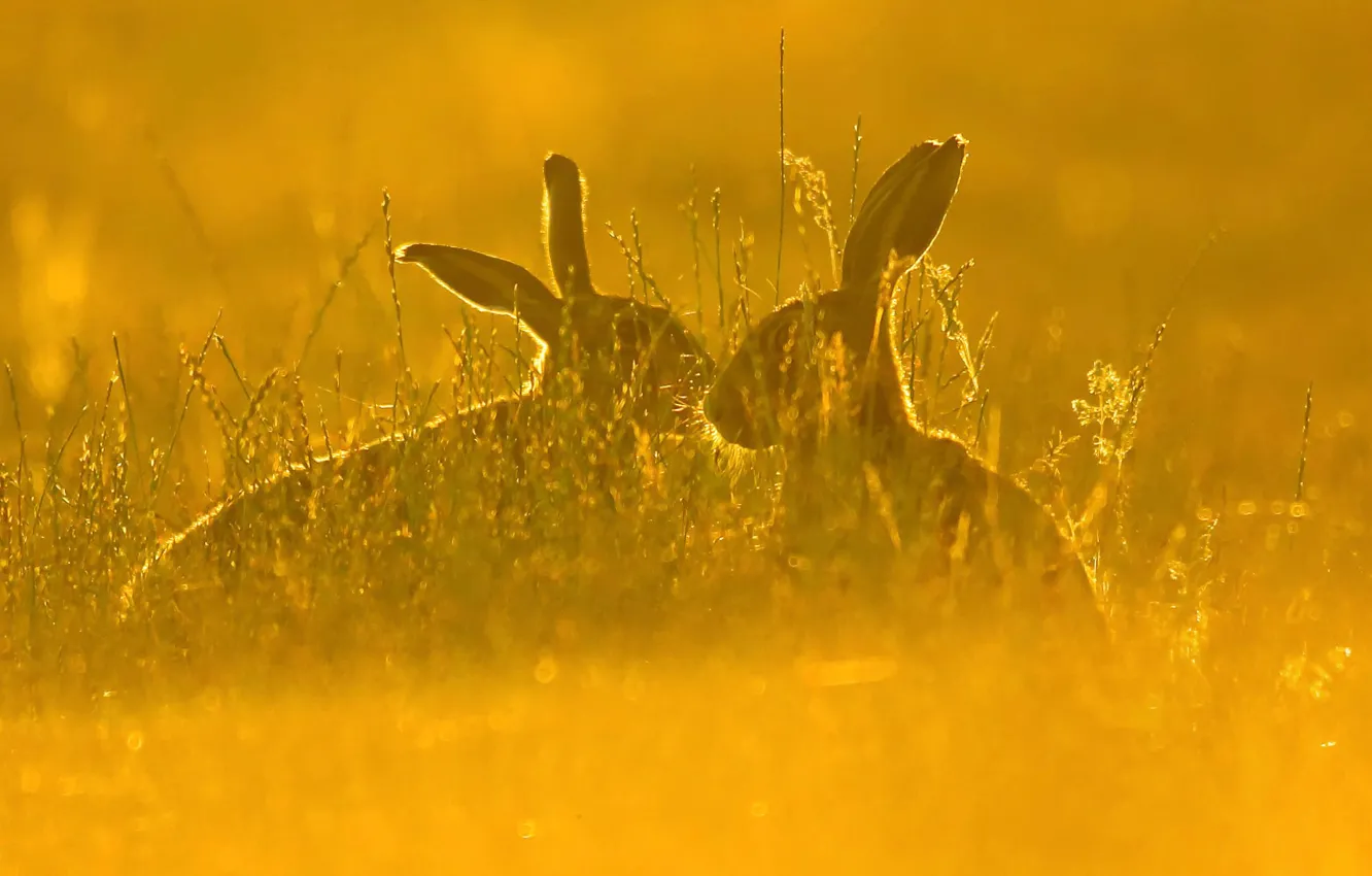 Photo wallpaper field, grass, nature, hare, pair, hare