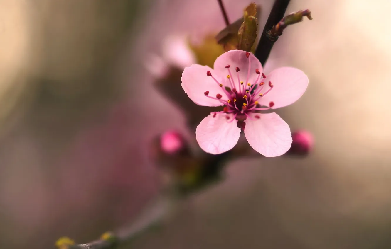 Photo wallpaper flower, macro, cherry, tree, pink, plant, branch, spring