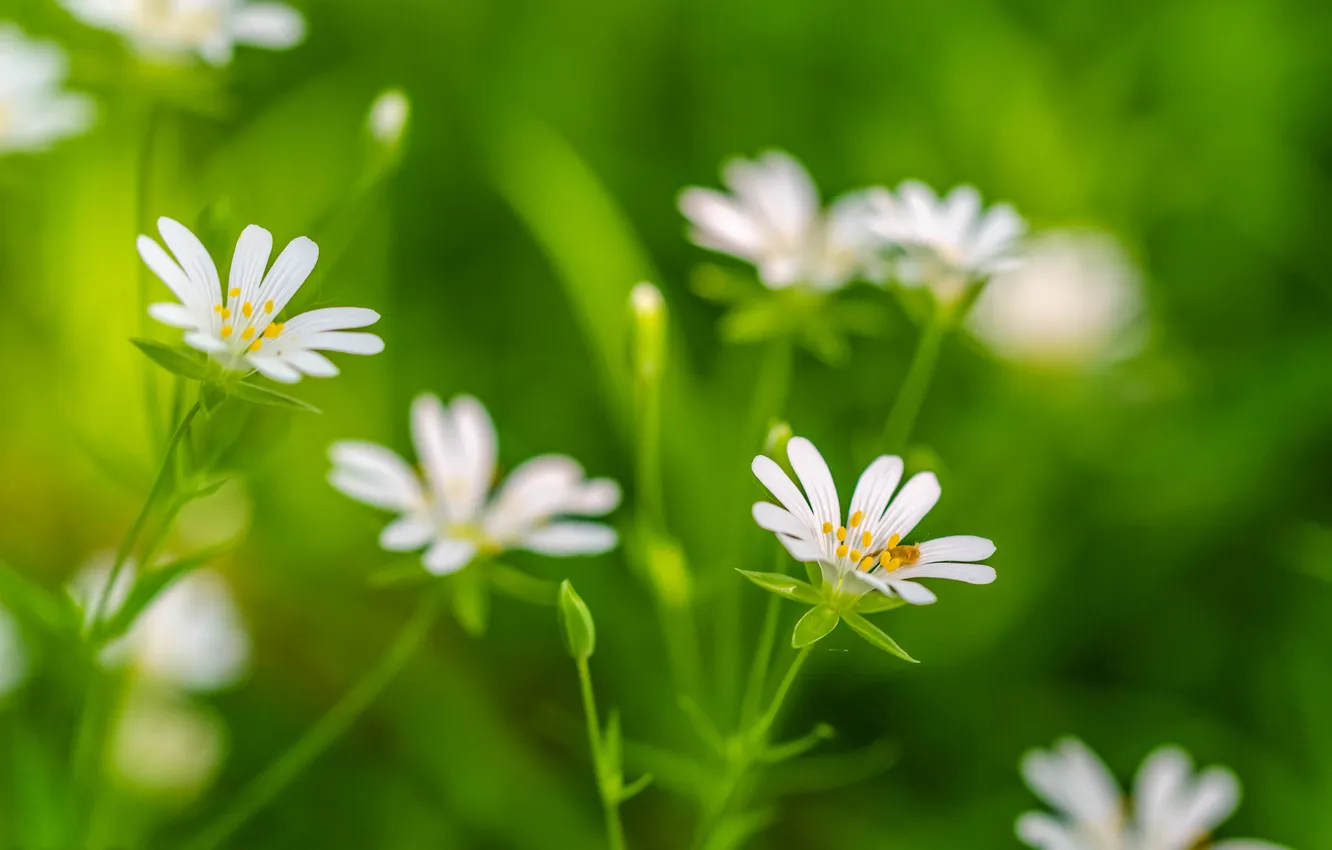 Photo wallpaper grass, flowers, plant, petals