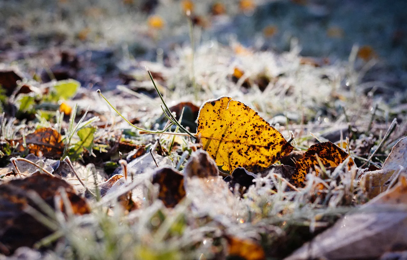 Photo wallpaper frost, leaves, yellow