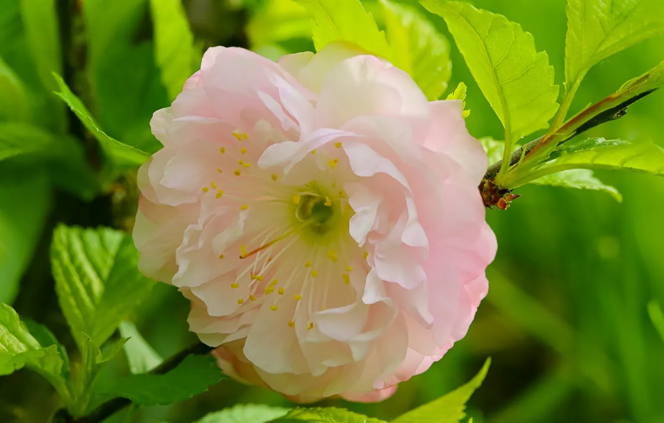 Photo wallpaper leaves, macro, branches, flowering, drain