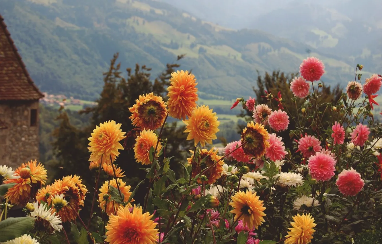 Photo wallpaper summer, flowers, mountains, orange, yellow, pink