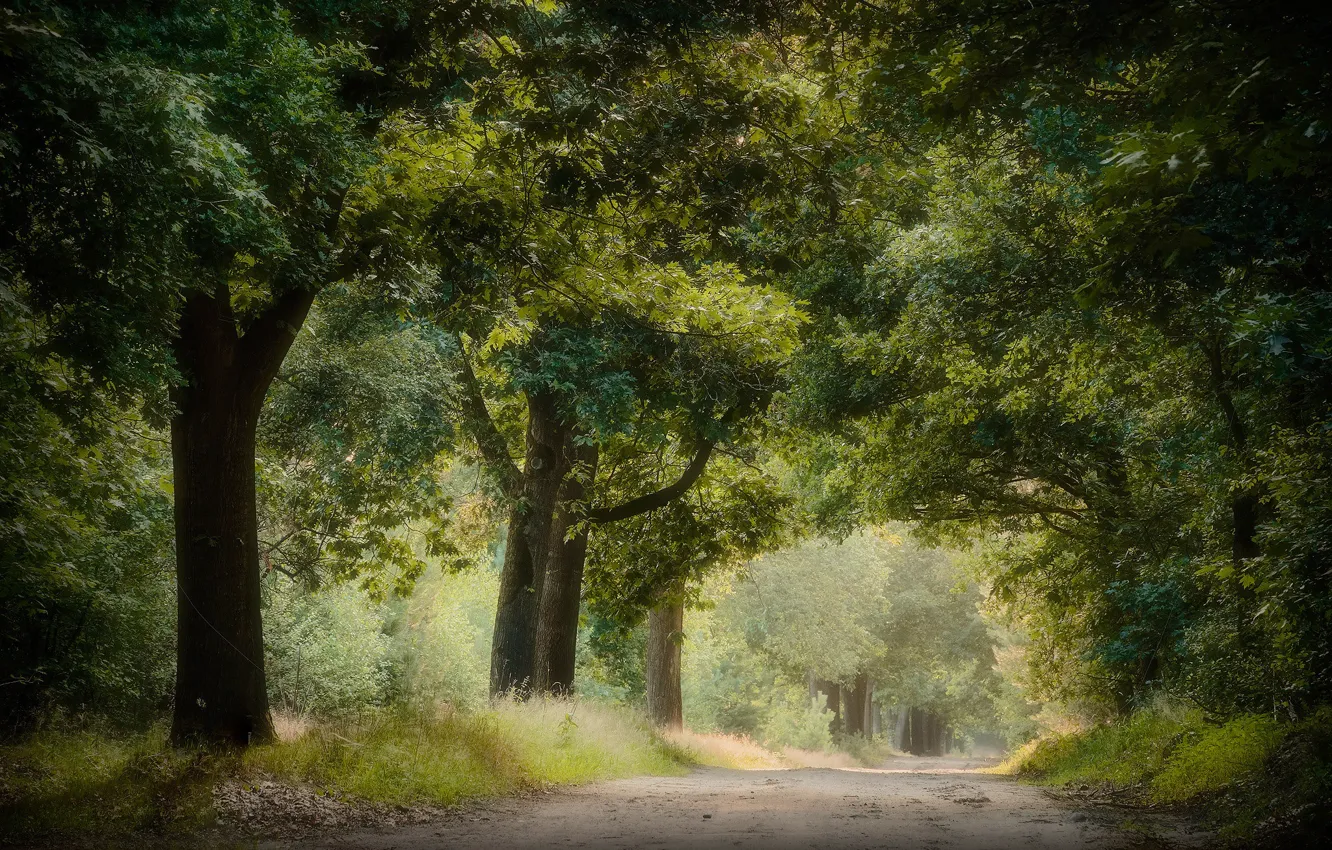 Photo wallpaper road, trees, Park, foliage, alley, oak, oak forest