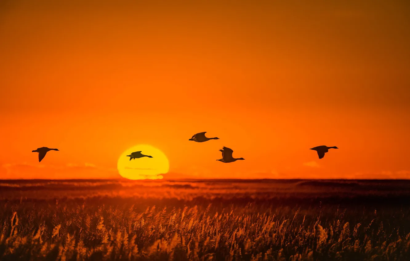 Photo wallpaper the sun, sunset, geese, Flies