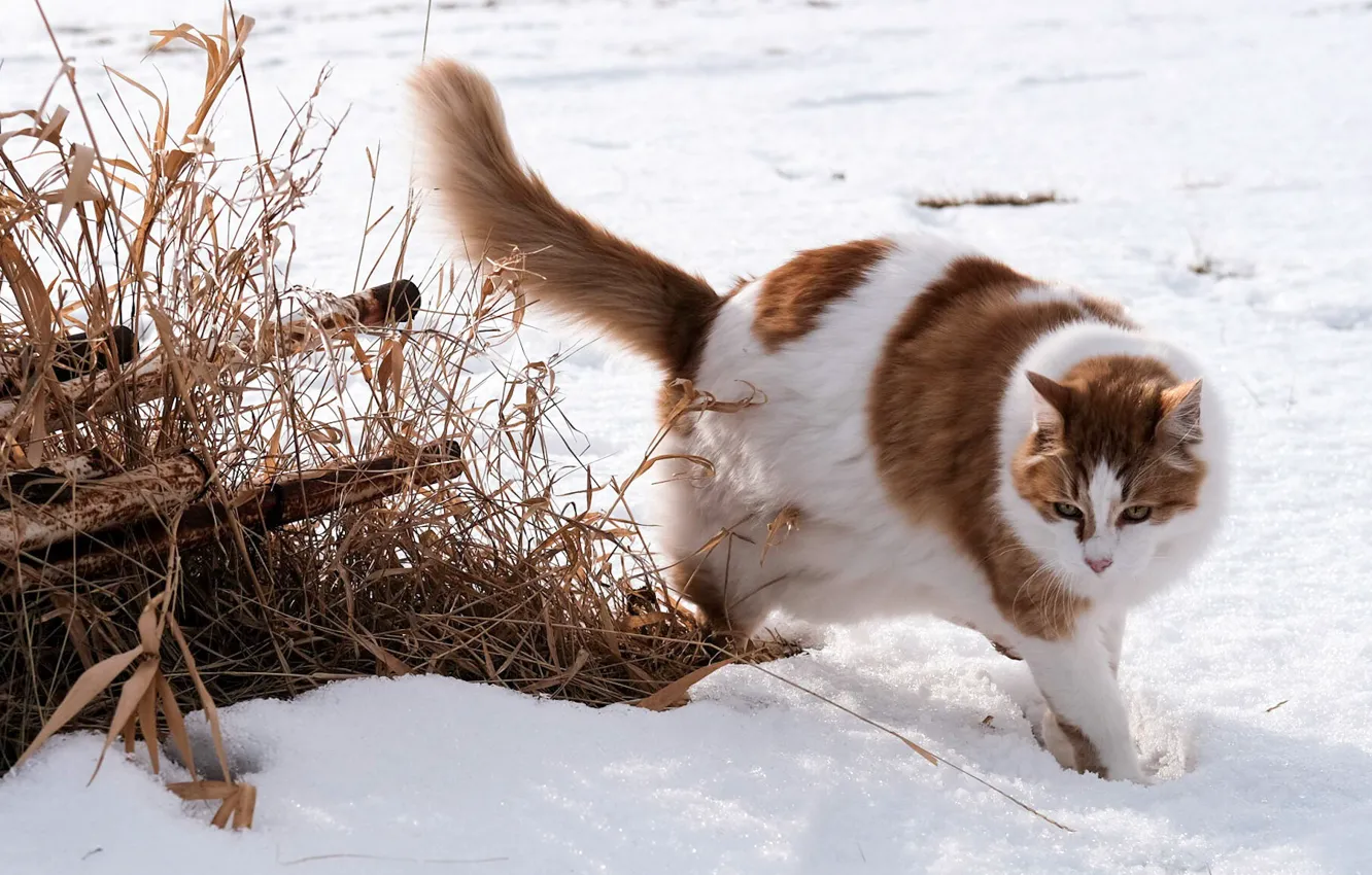 Photo wallpaper winter, field, cat, cat, snow, nature, pose, pipe